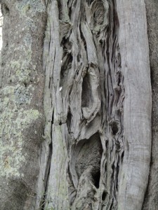 IMG_4573 (Medium)